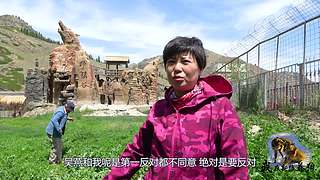 【狼王出没】欢迎围观我的新疆养狼日常！