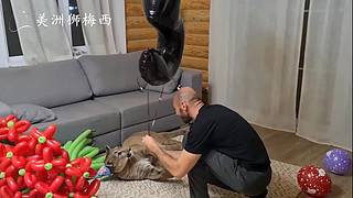 一只和人类共同生活了8年的美洲狮