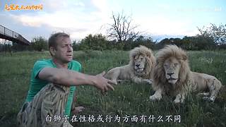 直接把狮子推下水！俄罗斯饲养员太勇敢了