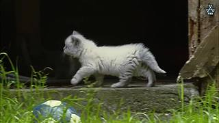 猫步走世界，萌宠24小时轮播
