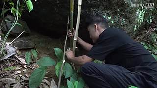 东南亚丛林生活实录