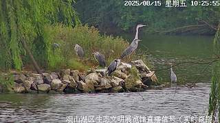 在线观鸟··