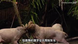 哈喽，全球未解之谜来咯