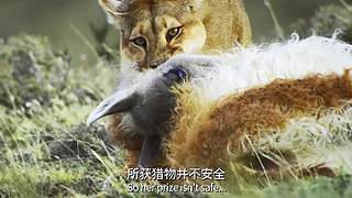 [大自然纪录片]24小时轮播