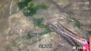 大齐赶海，又是出大货的一天
