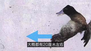 科学黑历史