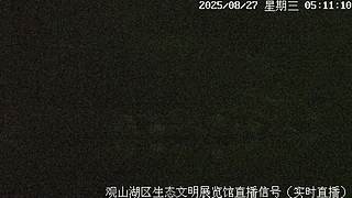 在线观鸟··