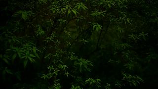 一起看英仙座流星雨
