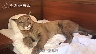 一只和人类共同生活了8年的美洲狮