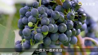 硬核时事评论家