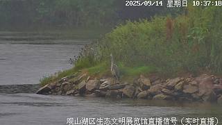 在线观鸟··