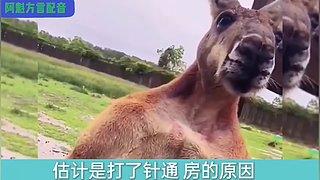 阿魁方言配音的直播间