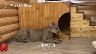 一只和人类共同生活了8年的美洲狮