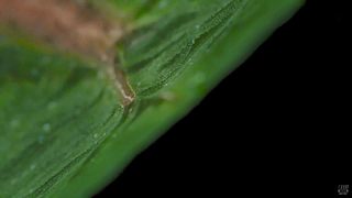 [大自然纪录片]24小时轮播