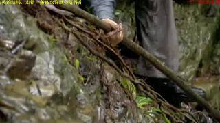 荒野求生，带大家体验不一样的生活