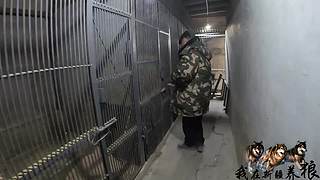 【狼王出没】欢迎围观我的新疆养狼日常！