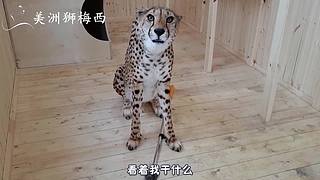一只和人类共同生活了8年的美洲狮