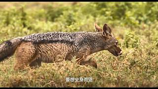 [大自然纪录片]24小时轮播