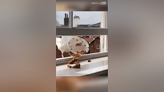 妈见打ovo的直播间