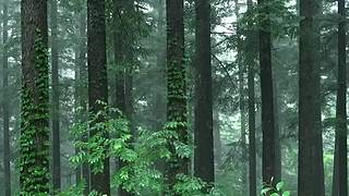 失眠的时候听听下雨的声音吧