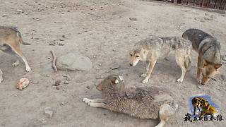 【狼王出没】欢迎围观我的新疆养狼日常！