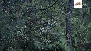 【弹幕天团】三国