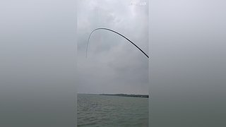 亮gnailux的直播间