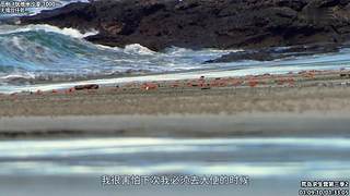 贝爷纪录片 点播，点播单，在鱼吧置顶！