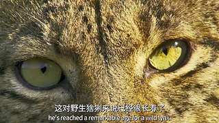 [大自然纪录片]24小时轮播