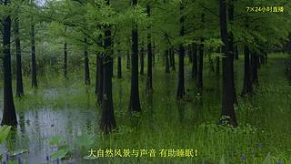 大自然的声音 治愈风景 帮助睡眠