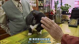 猫步走世界，萌宠24小时轮播