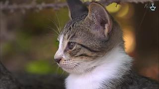 猫步走世界，萌宠24小时轮播