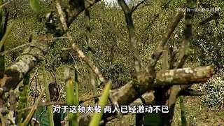 LOLM春风扶杨柳，敢问是段友