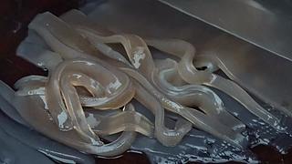 乡土记食的直播间