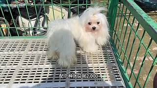 农村阿威直播间 10484427