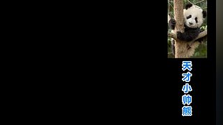 天才小帅熊的直播间