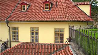 猫步走世界，萌宠24小时轮播