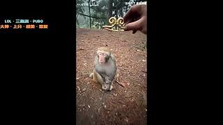 每晚8点开始接单【卑微陪陪历险记】