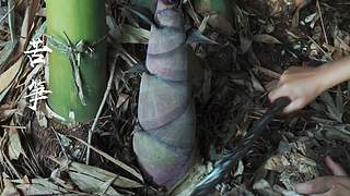 滇西小哥的美食视频