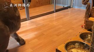 一只和人类共同生活了8年的美洲狮