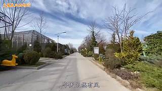 直接把狮子推下水！俄罗斯饲养员太勇敢了