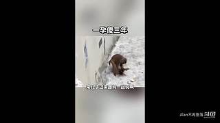 星球大战前线2玩玩看。