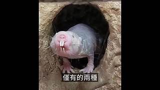 伴你入梦的娱乐科普