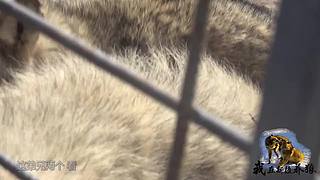 【狼王出没】欢迎围观我的新疆养狼日常！