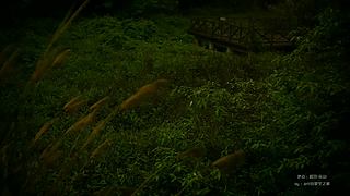 一起看英仙座流星雨