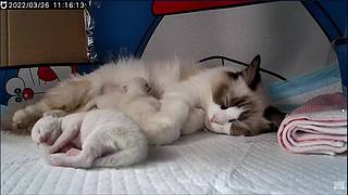 布偶宝宝出生第三天！快来萌化你！