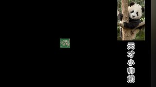 天才小帅熊的直播间