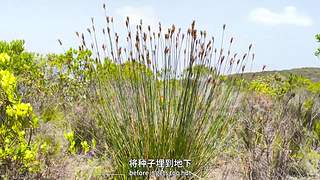 [大自然纪录片]24小时轮播