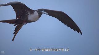 [大自然纪录片]24小时轮播