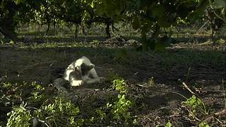 猫步走世界，萌宠24小时轮播